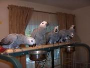  4 ADORABLE AFRICAN GREY PAROTS FOR REHOME 